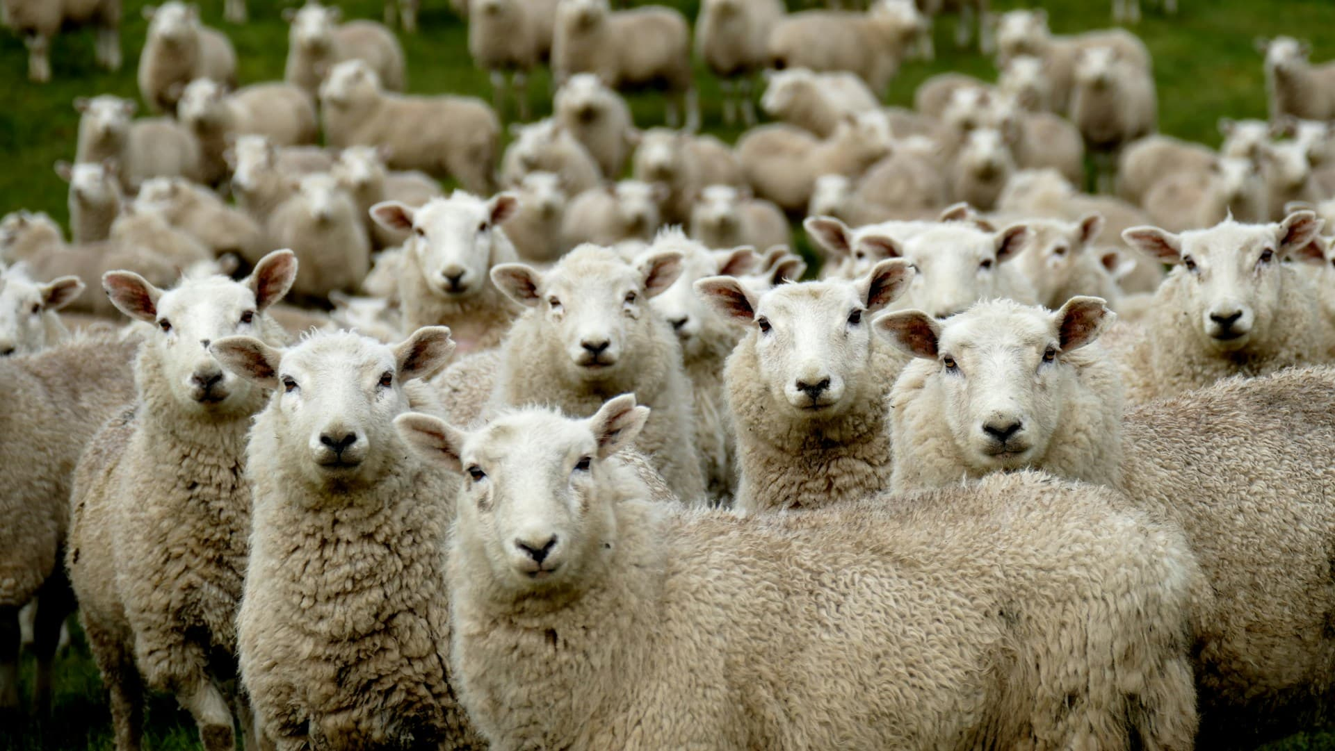 Flock of sheep